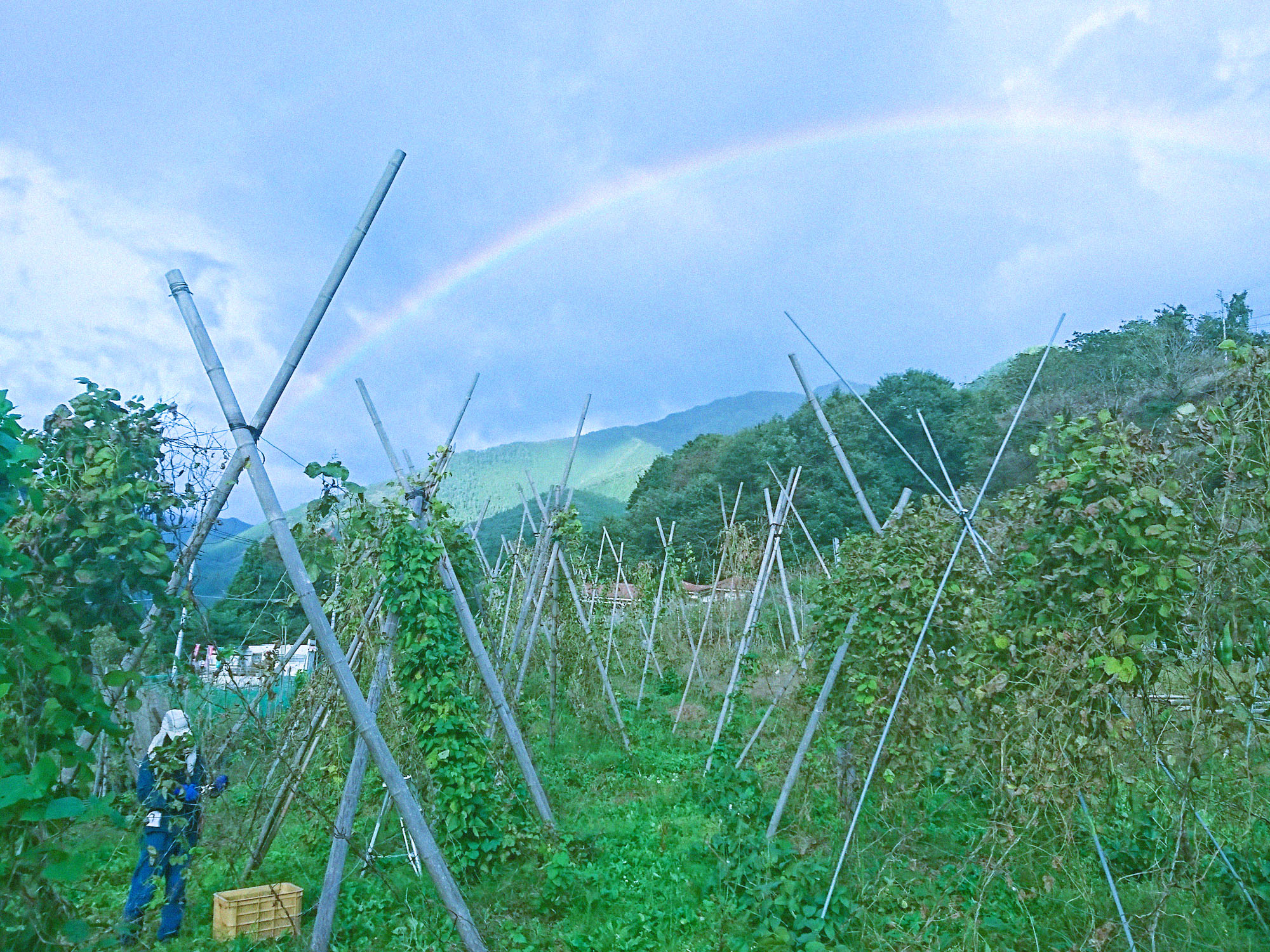 花豆棚と虹